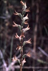 Prasophyllum concinnum