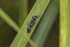 Ligonipes semitectus