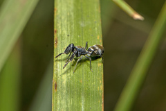 Ligonipes semitectus