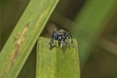 Ligonipes semitectus