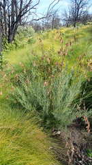 Thamnochortus glaber