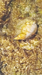 Cymatiidae