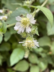 Polymnia canadensis radiata