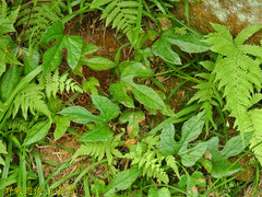 Vitis kelungensis