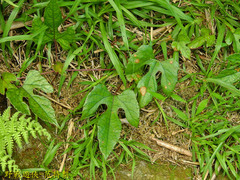 Vitis kelungensis