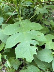 Polymnia canadensis radiata