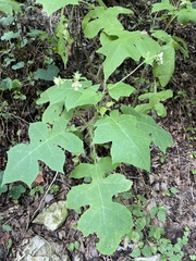 Polymnia canadensis radiata
