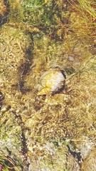 Cymatiidae