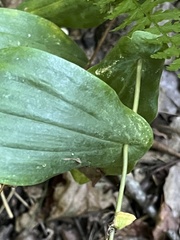 Uvularia perfoliata