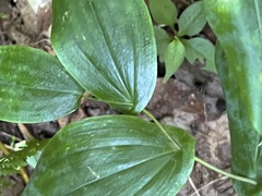 Uvularia perfoliata