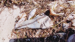 Eques lanceolatus