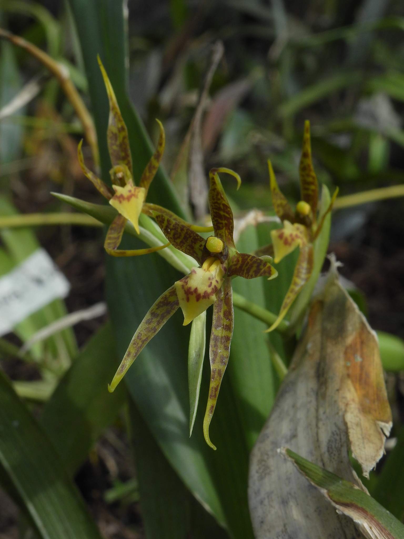 Brassia glumacea Lindl.