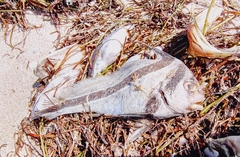 Eques lanceolatus