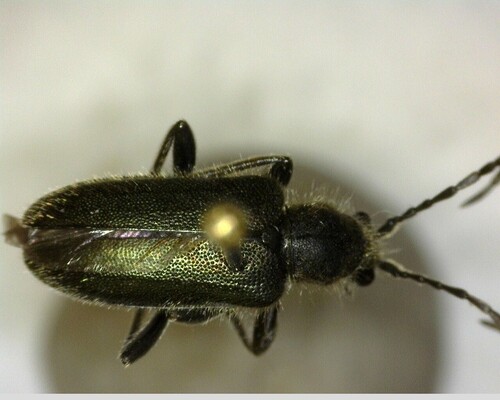 iNaturalist observation photo of Brachysomida californica