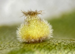 Caryomyia hirtidolium