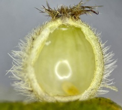 Caryomyia hirtidolium