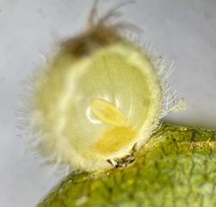 Caryomyia hirtidolium