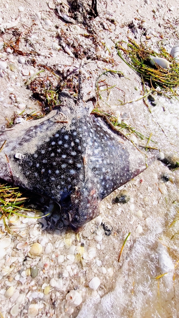 Spotted eagle ray