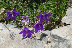 Campanula saxifraga