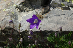Campanula saxifraga
