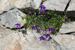 Campanula saxifraga