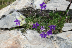 Campanula saxifraga