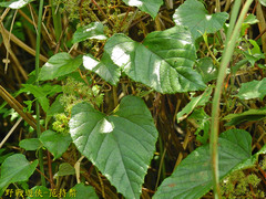 Vitis kelungensis