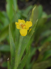 Lockhartia longifolia