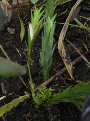 Lockhartia longifolia