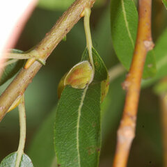 Euura salicispomum