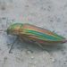 Striated Jewel Beetle - Photo (c) Elizabeth Taylor, some rights reserved (CC BY-NC), uploaded by Elizabeth Taylor