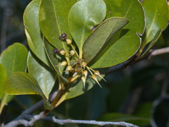 Aegiceras corniculatum