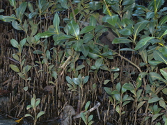 Aegiceras corniculatum