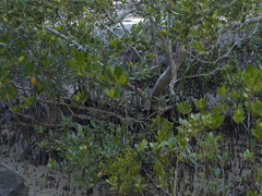 Aegiceras corniculatum