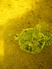 Cassiopea xamachana