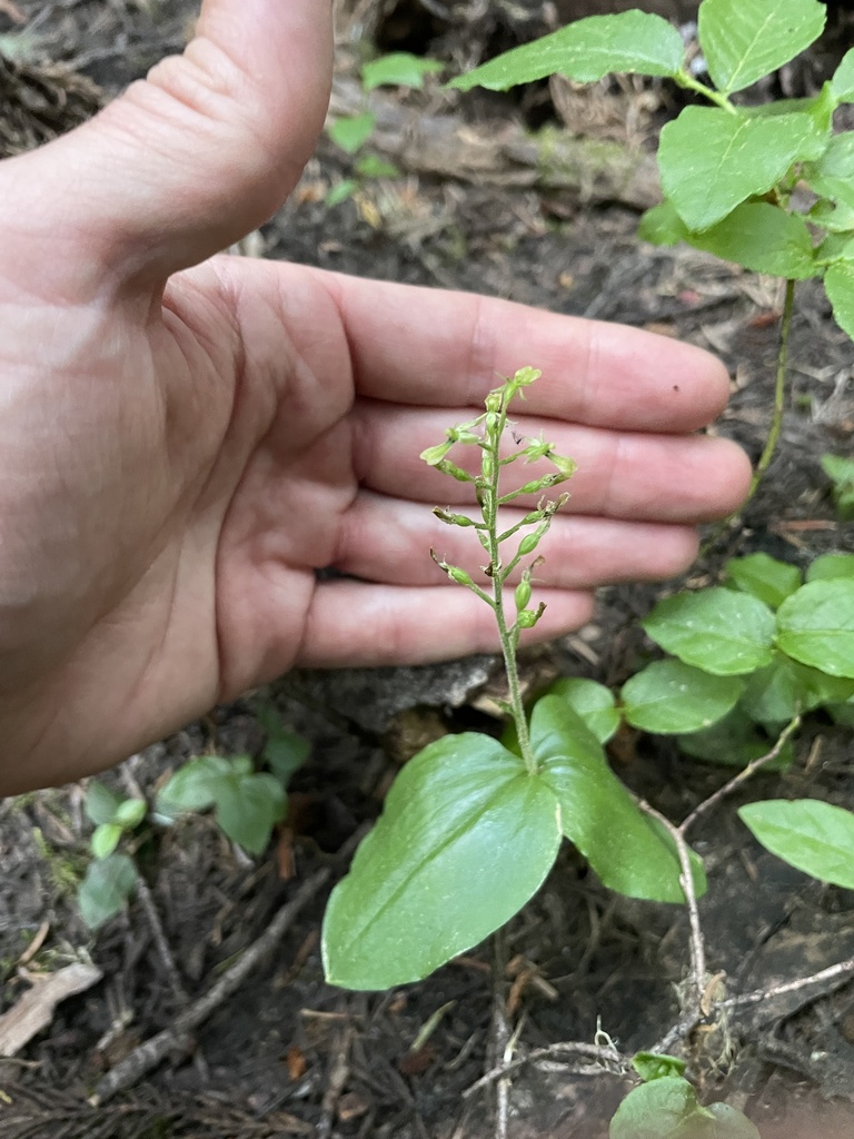 Northwestern Twayblade from Mount Rainier National Park, Ashford, WA ...