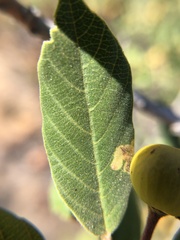 Frangula californica tomentella