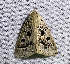 Herminodes atrosignata