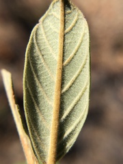 Frangula californica tomentella