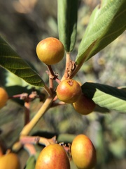 Frangula californica tomentella