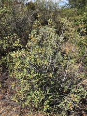 Frangula californica tomentella