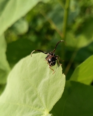 Tessarecphora arachnoides