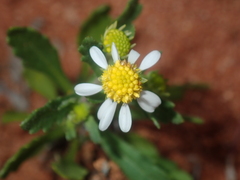 Calotis multicaulis