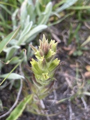 Castilleja cryptantha