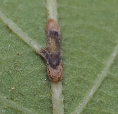 Andricus lustrans