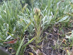 Castilleja cryptantha