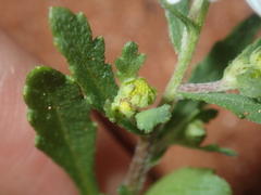 Calotis multicaulis