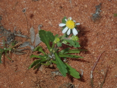 Calotis multicaulis