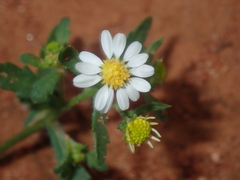 Calotis multicaulis
