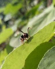 Tessarecphora arachnoides